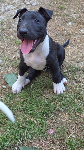 English bullterrier pupps near offers PM