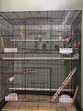 2 x bogies for sale with large cage. Not hand reared