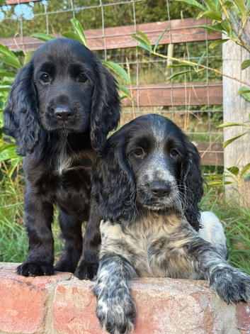 Cocker Spaniel puppies