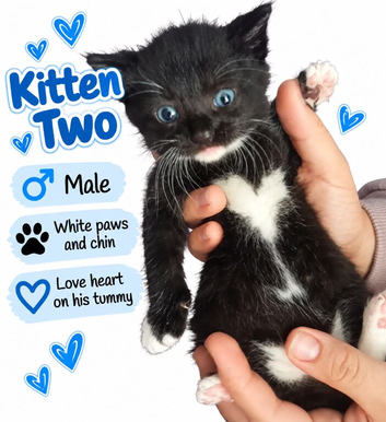 Kittens for sale