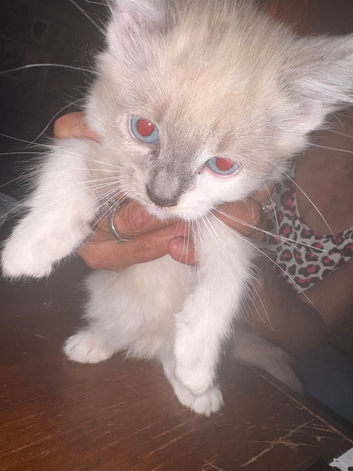 Fluffy white kitten is a girl and small white kitten and gray and white both boys girl going for &pound;70 and boys going for &pound;50 but taking any offered ne