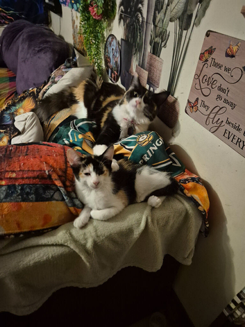 Exquisite Maincoon x Siamese Babies Ready Now for forever LOVING homes.