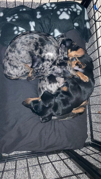 Miniature smooth dachshund puppies dapple and Black and Tan