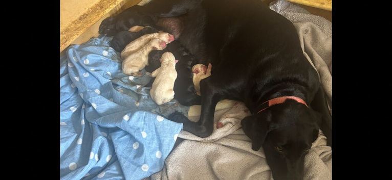 PUPPIES