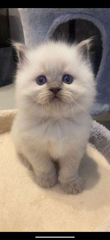 Ragdoll