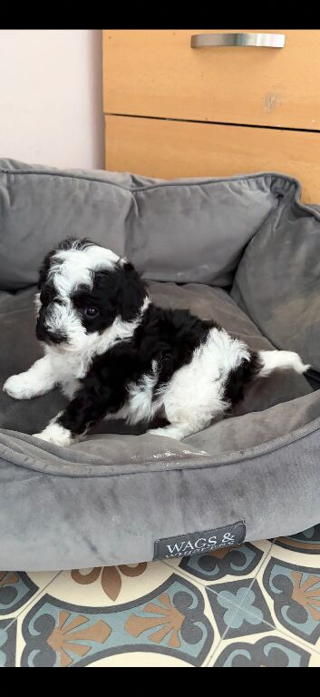 F1b toy maltipoo pups fully health tested parents