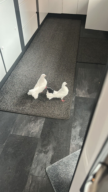Breeding Pair English Fantails with Squab