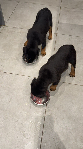 Stunning Rottie bitch pup