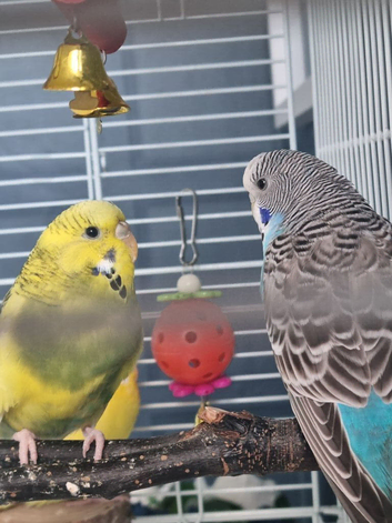 Budgies 2