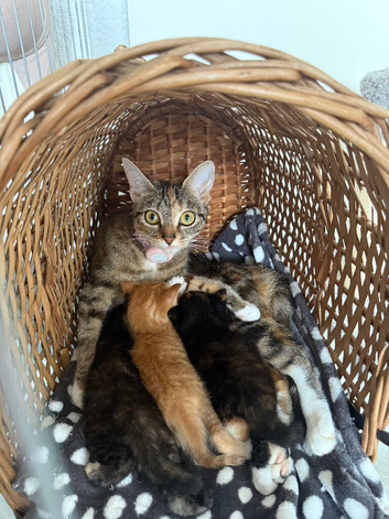3 beautiful kitten ready for a loving home