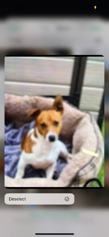Jack russel