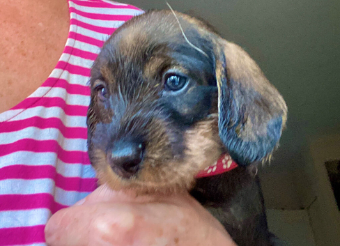 Gorgeous Std. Wire Haired Dachshund/Teckel Puppies for Sale