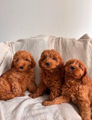 3 little CAVAPOOS LEFT