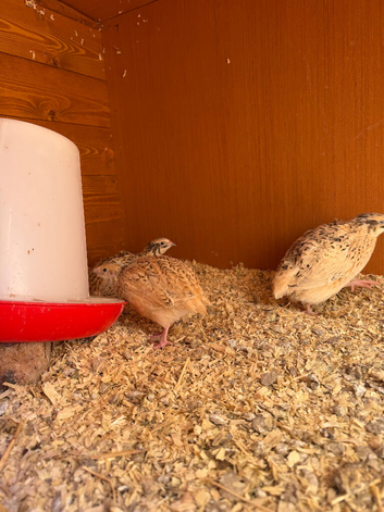 Italian coturnix quail
