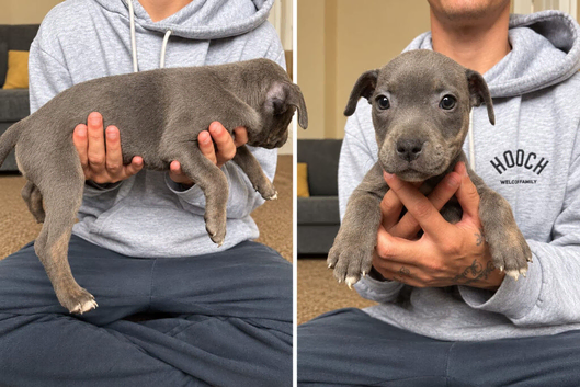 Last 3Staffordshire pups
