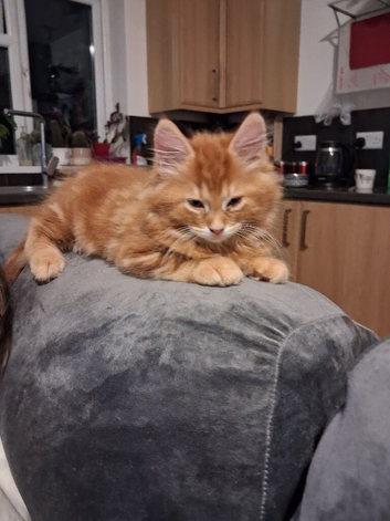 Maine Coon male kitten