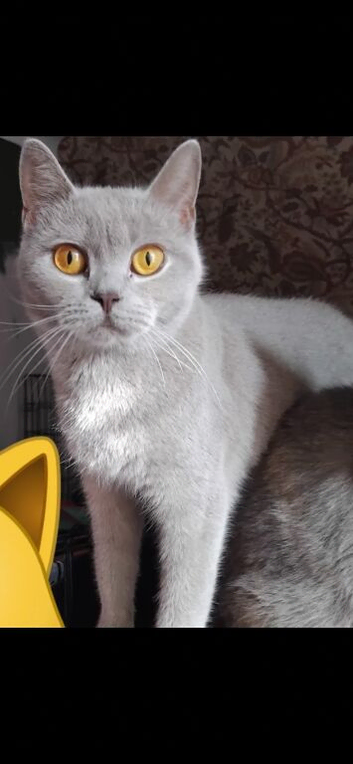 Lilac exotic British shorthair