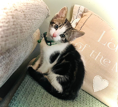 Riot Neutered Female Kitten