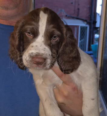 2 Male Liver and White Springer Spaniel Puppies