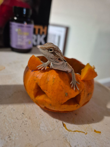 100% Het Zero / 100% Het Translucent, Visual Hypo Bearded Dragons