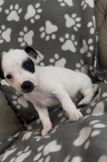 puppy jack russell