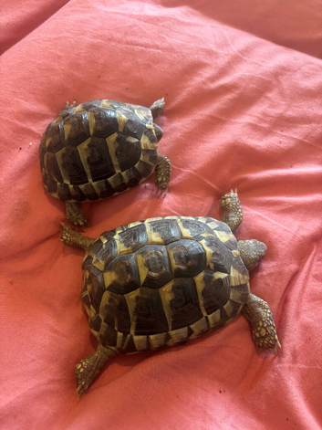 2x Herman tortoise