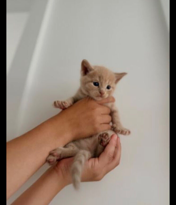 Beautiful Ginger Kitten Boy &ndash; Ready for New Home