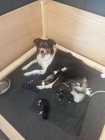 Border collie puppies