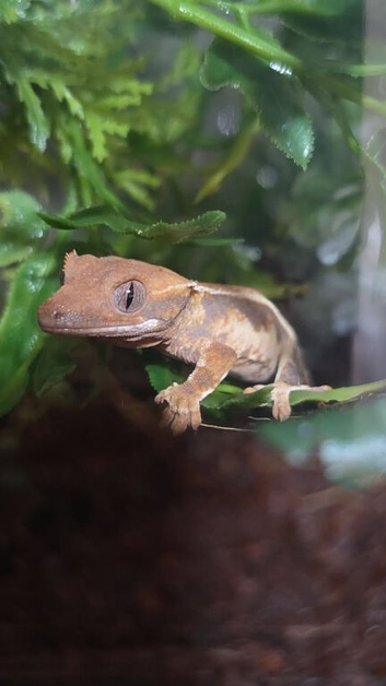 Baby crested gecko