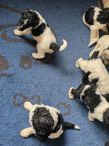 Beautiful standard poodle puppies