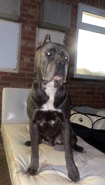 Champion line cane corso pups Reduced !!!!!!