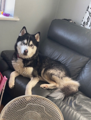 Rehoming my 3 yr old Siberian husky