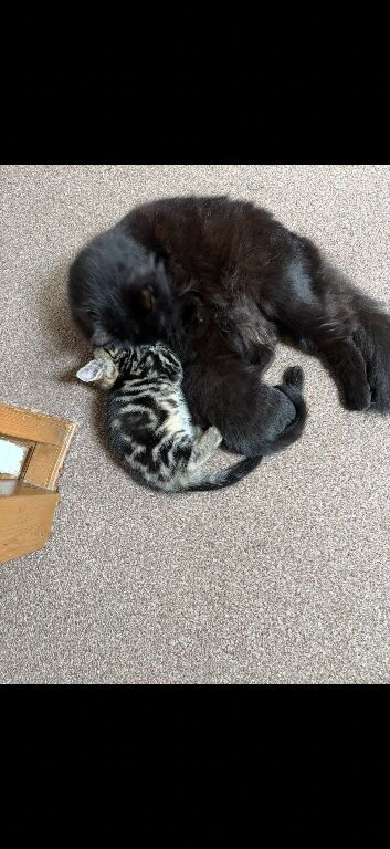 Beautiful black girl kitten