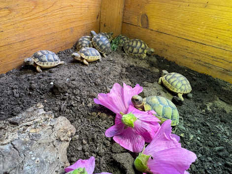 Baby Marginated Tortoise Hatchlings