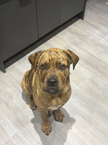 Can corso x bull mastiff