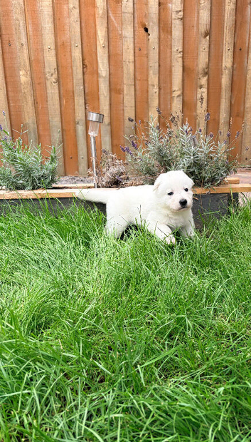 White Swiss Shepherd puppies
