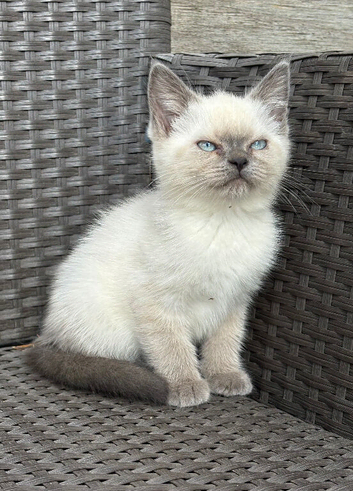 British short hair X Scottish fold