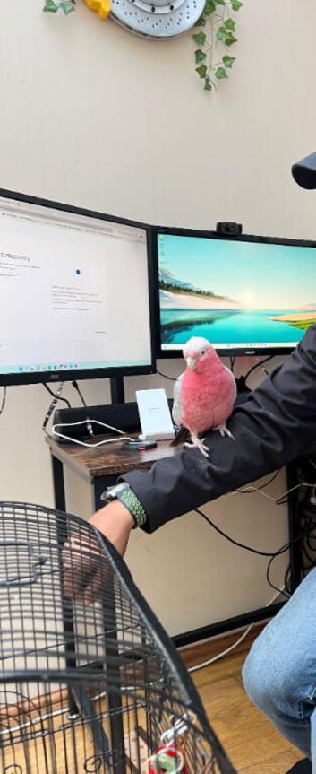 Galah Cockatoo