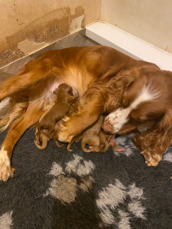 F1 cockapoo toy pups
