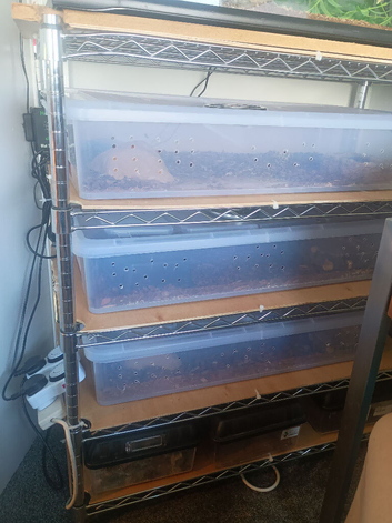 3 times royal python and racking