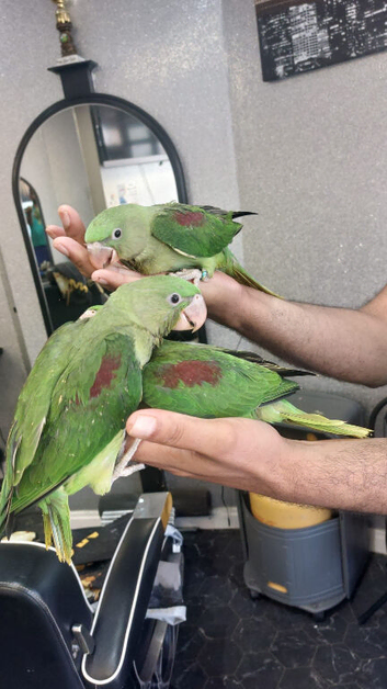 Alexandrine parrots