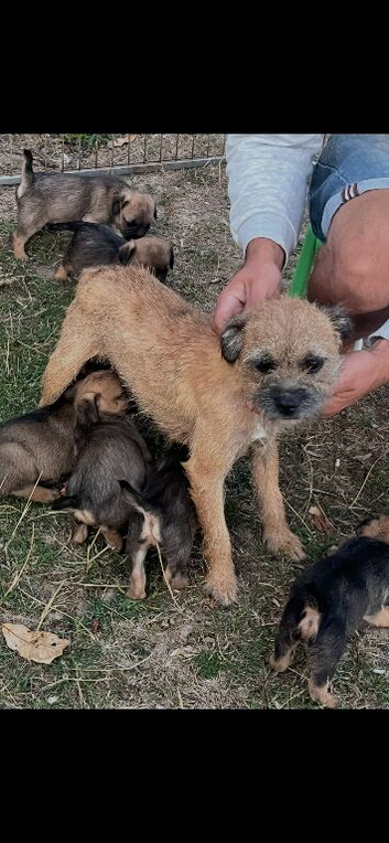 KC registered Border Terrier Puppies