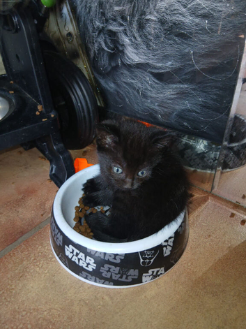 2 girl kittens for sale!
