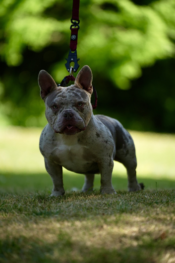 Meet Rylo - Micro American Bully Stud!