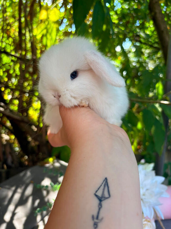 Mini Lop Doe