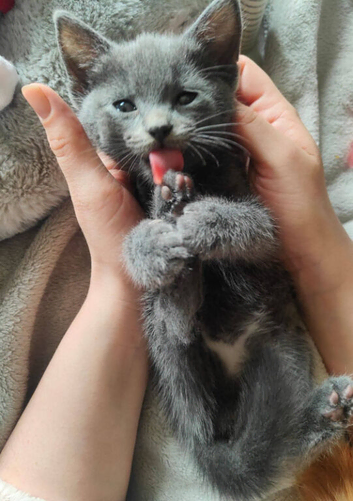 Russian blue kitten