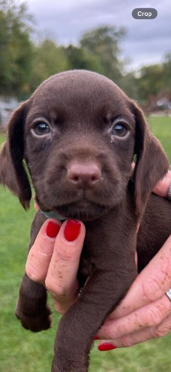 STUNNING COCKER SPANIEL PUPS