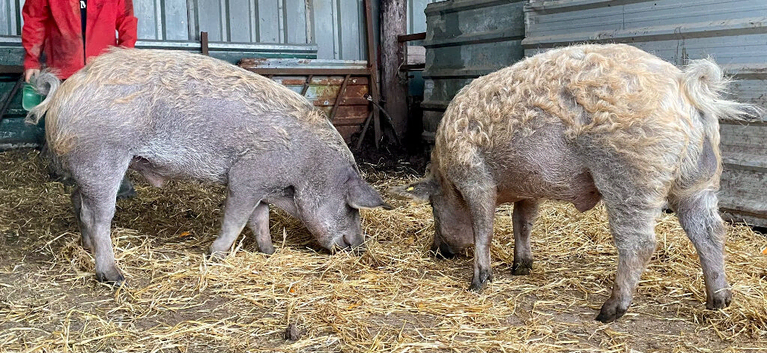 X2 pietrain boars