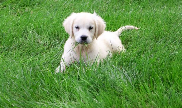 1 Golden Retriever