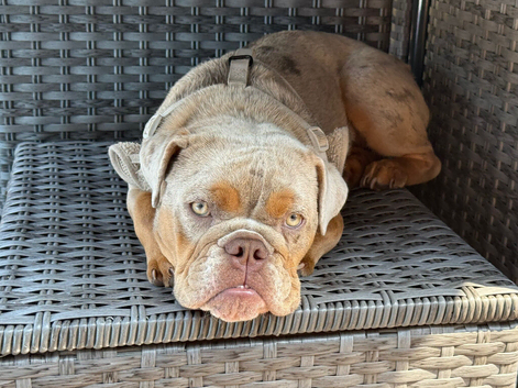 10 month old female English Bulldog Pup